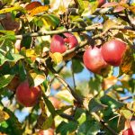 Äpfel am Urlaub am Bauernhof Moser