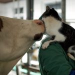 Kuh und Katze